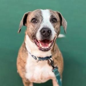 Artie, American Staffordshire Terrier / Mixed Breed, senior, available for adoption