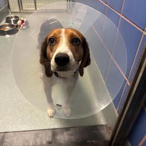 Beagus, Beagle / Mixed Breed, adult, available for adoption