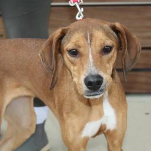 A brown dog with floppy ears and a white patch on its chest, wearing a collar with a tag, standing on a wooden surface.