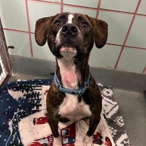 Groovy, Pit Bull Terrier / Mixed Breed, adult, available for adoption