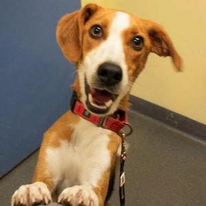 Duffy, Hound / Mixed Breed, adult, available for adoption