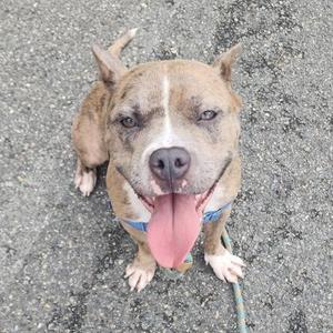 Beatrice, Pit Bull Terrier / Mixed Breed, adult, available for adoption