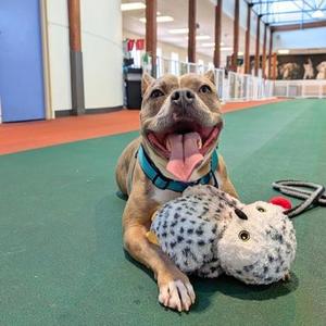 Beatrice, Pit Bull Terrier / Mixed Breed, adult, available for adoption
