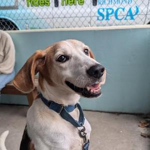 Bootleg, Hound / Mixed Breed, adult, available for adoption