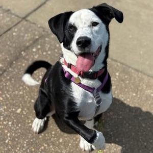 Earl Grey, Border Collie / Shepherd, adult, available for adoption