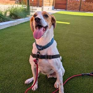 Barold, Hound / Mixed Breed, senior, available for adoption