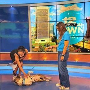 Grady, Pit Bull Terrier / Mixed Breed, adult, available for adoption