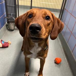 Billie, Hound / Mixed Breed, adult, available for adoption
