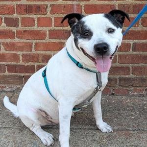 Bam, Staffordshire Bull Terrier / Mixed Breed, adult, available for adoption