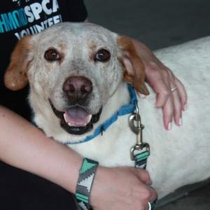 FreezeDance, Mixed Breed, adult, available for adoption