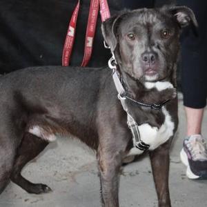 A black and white dog wearing a harness and leash, standing on a concrete surface.