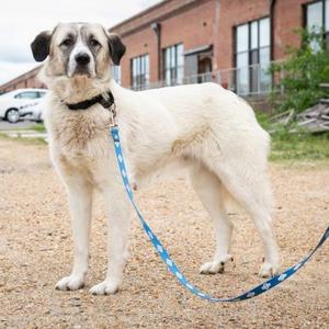 A large white dog with black ears and a black collar stands on a gravel surface, attached to a blue leash with white patterns. The dog is looking directly at the camera, with a brick building and a white car visible in the background.