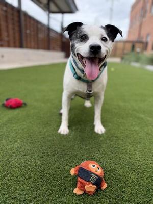 A happy dog with a black and white coat is standing on green artificial grass, wearing a blue collar. The dog has its tongue out and is looking at the camera. In front of the dog, there is a small orange toy with a black band around it. In the background, there is a red toy and a building with a brick wall.