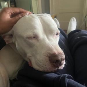 Dollar, Pit Bull Terrier / Mixed Breed, adult, available for adoption