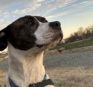 Lelia, Pit Bull Terrier / Mixed Breed, adult, available for adoption