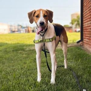 Alabama, Hound / Mixed Breed, adult, available for adoption