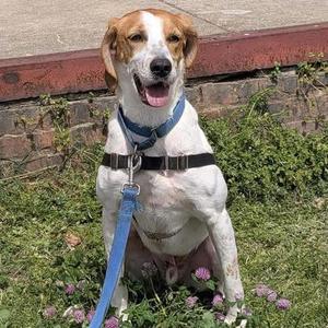 Barold, Hound / Mixed Breed, senior, available for adoption