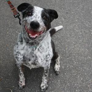 A black and white spotted dog with a red collar sitting on a paved surface.