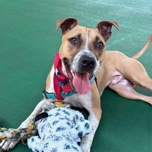 Aiden, American Staffordshire Terrier / Mixed Breed, adult, available for adoption