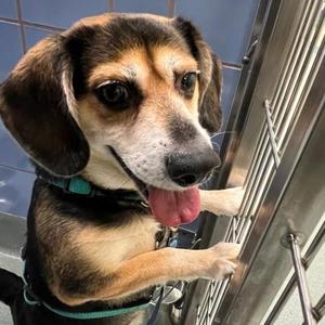 Little Man, Beagle / Mixed Breed, adult, available for adoption