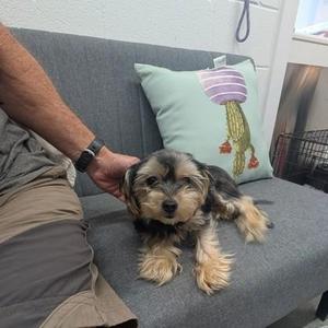 A small dog with long fur is lying on a gray couch, being petted by a person's hand. The dog has a black and tan coat and is looking directly at the camera. There is a decorative pillow with a cactus design behind the dog.