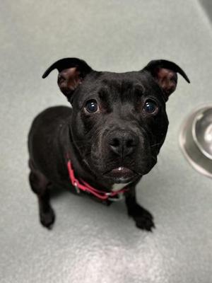 Pike, American Staffordshire Terrier / Mixed Breed, adult, available for adoption