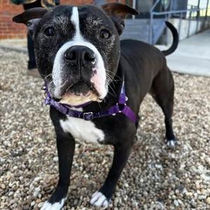 Lulu, Pit Bull Terrier / Mixed Breed, senior, available for adoption