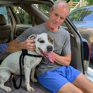 Flossy, Pit Bull Terrier / Mixed Breed, adult, available for adoption
