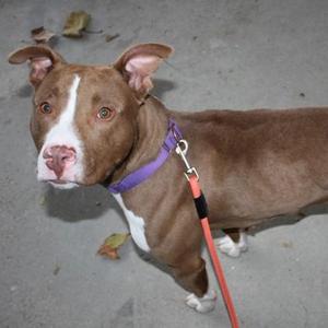A brown and white pit bull dog wearing a purple collar and orange leash, standing on a concrete surface.