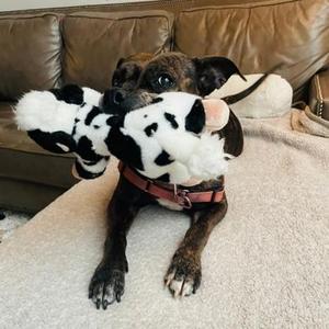 Peach Cobbler, Pit Bull Terrier / Mixed Breed, senior, available for adoption