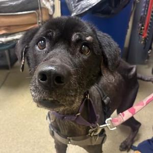 Bevy, Labrador Retriever / Mixed Breed, senior, available for adoption