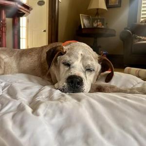 Papaw, Pit Bull Terrier / Mixed Breed, senior, available for adoption