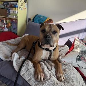 HankTheTank, Pit Bull Terrier / Mixed Breed, adult, available for adoption