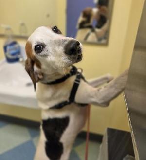 Ajax, Hound / Mixed Breed, senior, available for adoption