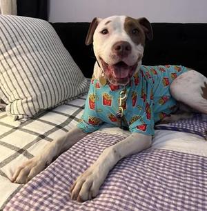 Bindi, Pit Bull Terrier / Mixed Breed, adult, available for adoption