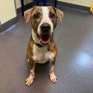 Artie, American Staffordshire Terrier / Mixed Breed, senior, available for adoption