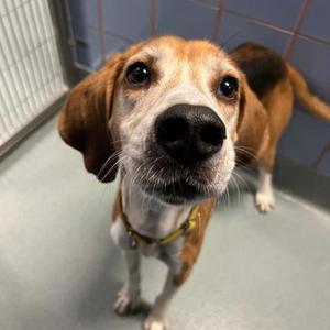 Dandy, Hound / Mixed Breed, adult, available for adoption