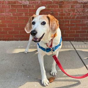 Bootleg, Hound / Mixed Breed, adult, available for adoption