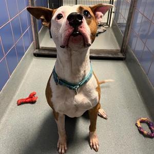Cannellini, American Bulldog / Mixed Breed, adult, available for adoption