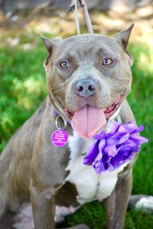 Billie, American Pit Bull Terrier Mix, adult, available for adoption