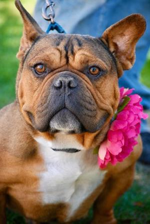 Bijou, Bulldog Mix, adult, available for adoption