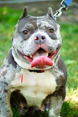 Kia, Bully American  - Standard Mix, adult, available for adoption