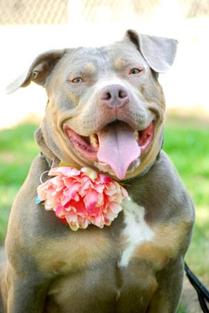 Jolene, Bully American  - Standard Mix, adult, available for adoption
