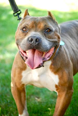 Larry, American Pit Bull Terrier Mix, adult, available for adoption