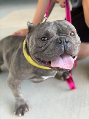Tater Tot, Bully American - Pocket, adult, available for adoption