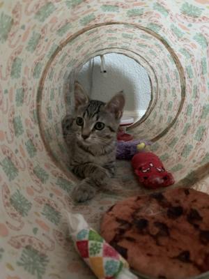 Rue Bennett, young, available for adoption