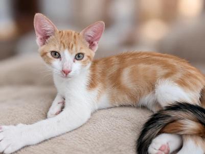 A ginger and white cat lying on a soft surface, looking directly at the camera.