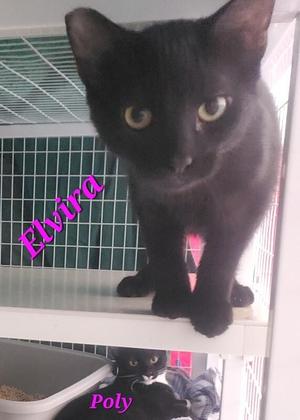 Elvira, young, available for adoption