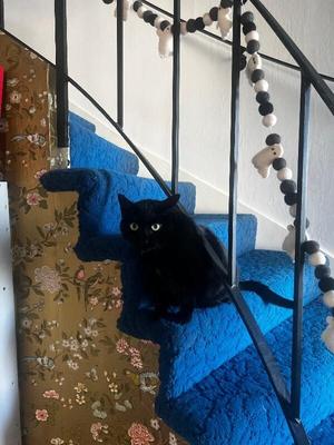 Eclipse, adult, available for adoption