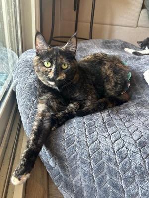 Eloise, young, available for adoption